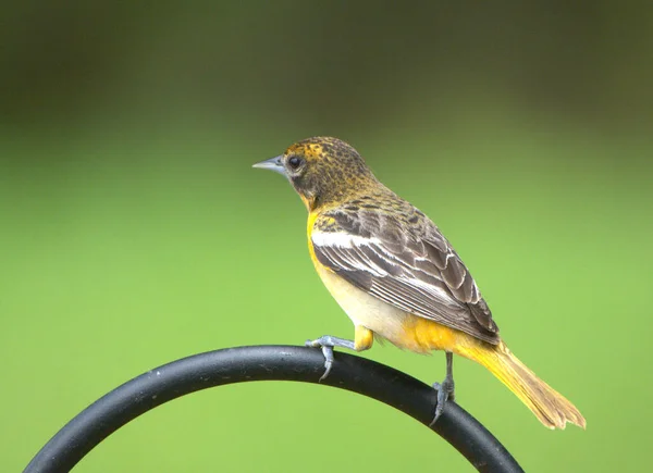 Baltimore Oriole Samica Ptaka — Zdjęcie stockowe