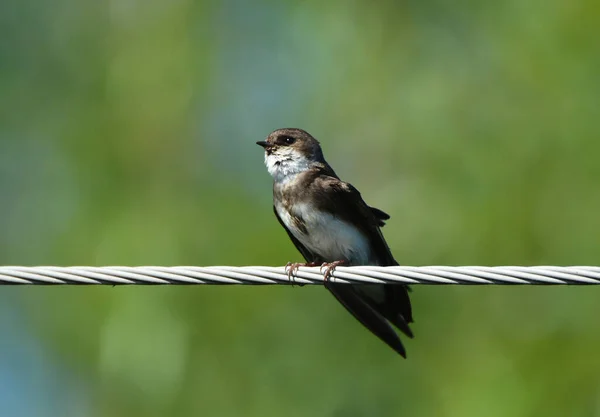 Hrubě Okřídlený Vlaštovčí Pták — Stock fotografie