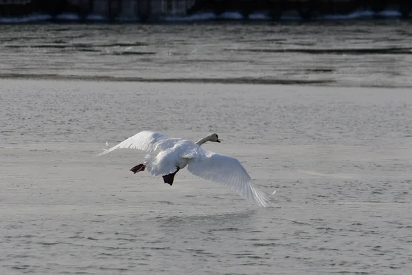 Cisne Mudo Con Alas Extendidas Aterrizando Agua —  Fotos de Stock