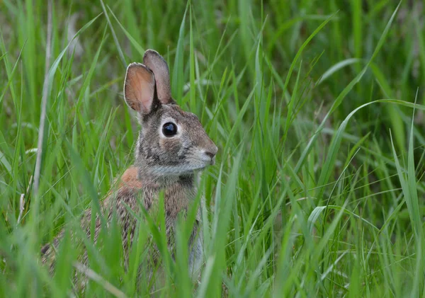 Wild Oosters Katoenstaartkonijn — Stockfoto