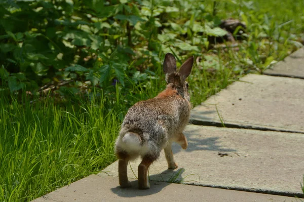 Králík Divoký Východní Cottontail — Stock fotografie