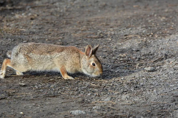 Králík Divoký Východní Cottontail — Stock fotografie