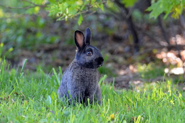 Melanistic Wild Eastern Cottontail Bunny Rabbit — Stock Photo, Image