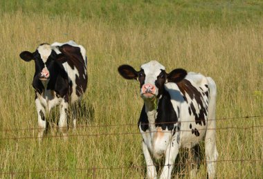 Holsteins otlakta inekler