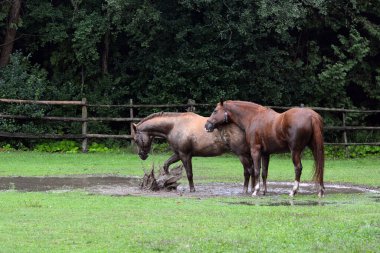 Çamur birikintisinde oynayan atlar