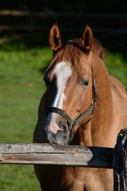 At sürtünmesi ve rüzgar çit korkuluklarında emiyor