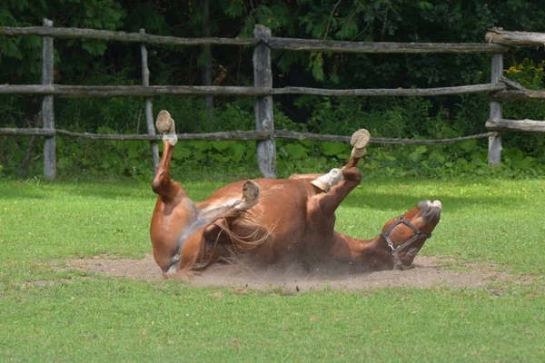 Horse rolling in dirt in pasture