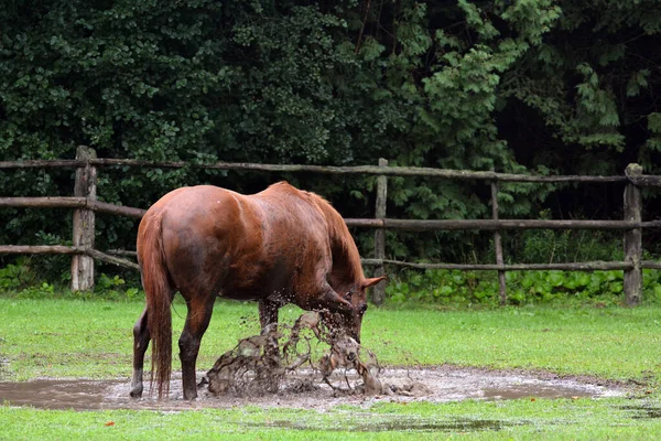 Çamurlu su birikintisinde oynayan at.