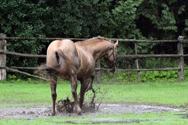 Çamur birikintisinde oynayan at.