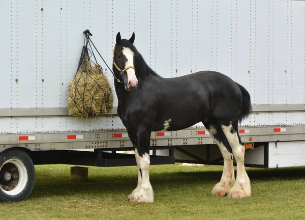 Clydesdale horse tied to horse trailer at fair