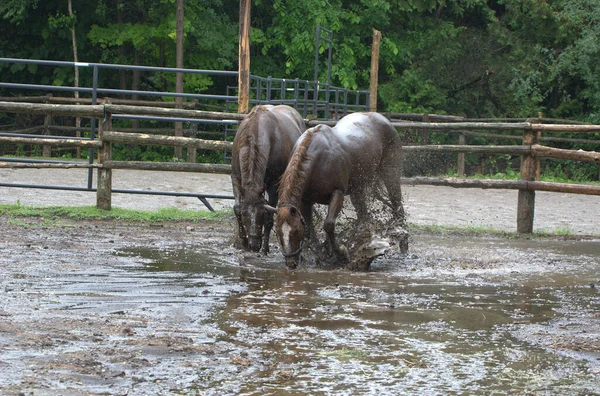 Häst Leker Lera Översvämmade Fält Efter Regn Storm — Stockfoto