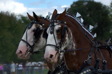 Clydesdale atları koşumlu.