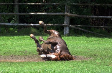Çamurda yuvarlanan atlar