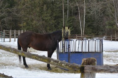 Yuvarlak balya saman besleyicisinin başında duran komik at.