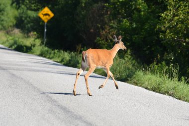Yoldaki beyaz kuyruklu geyik