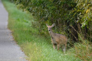 Yoldaki beyaz kuyruklu geyik