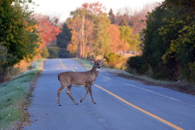 Yoldaki beyaz kuyruklu geyik