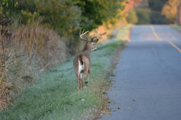 White tailed deer on road