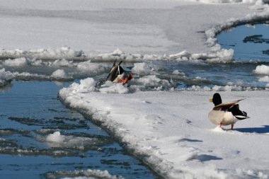 Mallard Duck 'ın suya düştüğü komik bir sahne.