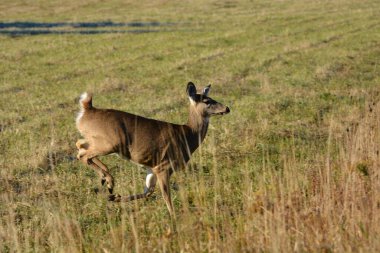 Samanlıkta koşan beyaz kuyruklu geyik dişi.