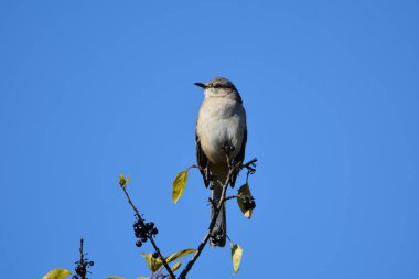 Kuzey Alaycı Kuş bir çalılığın tepesine tünedi