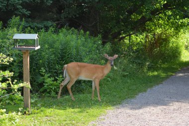 Beyaz kuyruklu geyik, koruma alanında patika boyunca yürüyor.