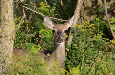 Ormanın kenarında duran beyaz kuyruklu geyik dişi. 