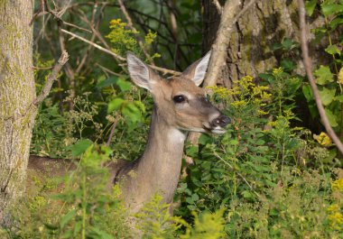 Ormanın kenarında duran beyaz kuyruklu geyik dişi.