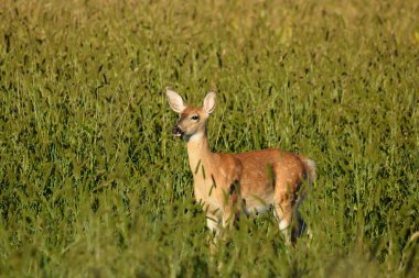 Beyaz kuyruklu geyik geyiği tarlada yürüyor.