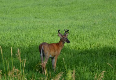 Tarım alanında beyaz kuyruklu geyik geyiği