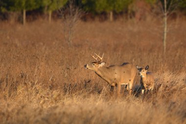 Beyaz kuyruklu geyik geyiği ve dişi güz çayırında