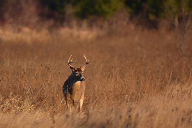Ak Kuyruklu Geyik Geyiği Sonbahar Çayırında