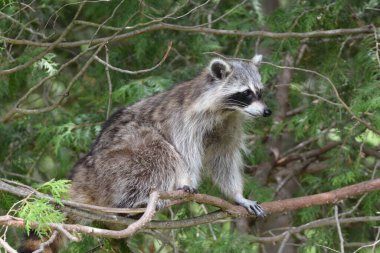 Komik zeki rakun, kuş besleyicilerine ulaşmak için ağaç dalında boğuşuyor.