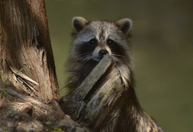 Şirin rakun bir ağacın dibinde oturmuş kuş yemliklerini inceliyor.