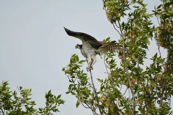 Osprey Pájaro Tratando Aterrizar Árbol Con Las Alas Extendidas — Foto de Stock