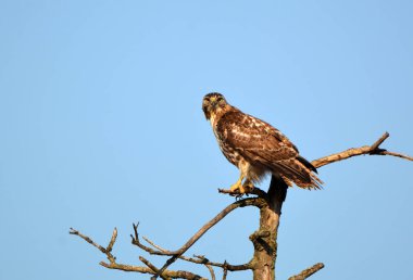 Kızıl kuyruklu şahin ağaçta tünemiş duruyor.