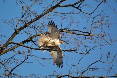Kızıl kuyruklu şahin kanatları açılır.  