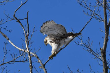Kızıl kuyruklu şahin ağaçta denge kurmaya çalışır.