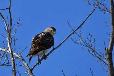 Kızıl kuyruklu şahin ağaçta tünemiş duruyor.