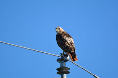 Kızıl kuyruklu şahin su hattına tünemiş duruyor.