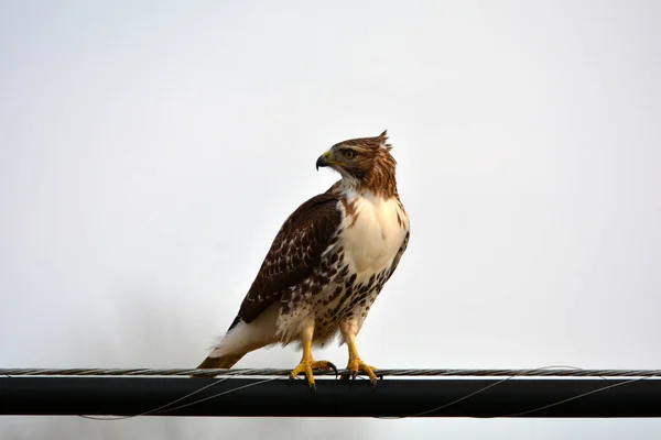 Red tailed  hawk sits perched on hydro line