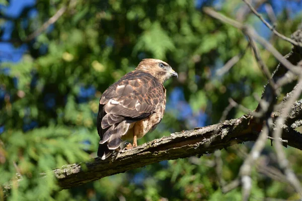 Geniş kanatlı şahin ağaçta tünemiş duruyor.