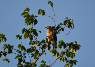 Geniş kanatlı şahin ağaçta tünemiş duruyor.
