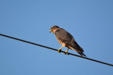 Merlin şahini bir tele tünedi.
