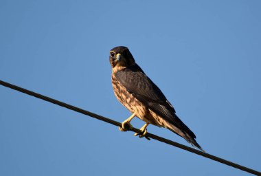 Merlin şahini bir tele tünedi.