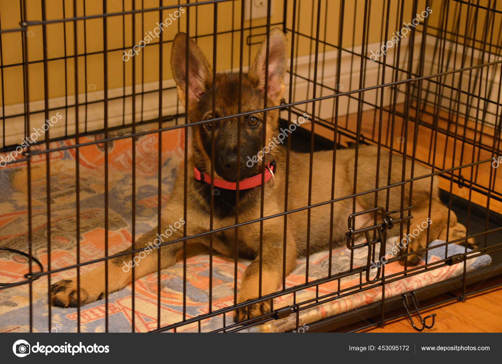 German Shepherd Puppy Dog Crate Training Stock Photo by ©CH0001 453095172