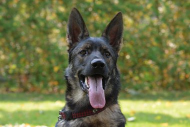 Alman çoban köpeği portresi