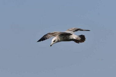 Ringa martısı kanatlarını açmış uçuyor 