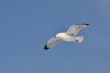 Halka gagalı martı kanatlarını açmış uçuyor