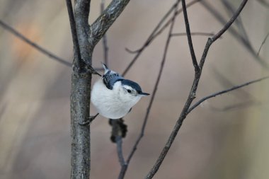 Beyaz göğüslü Nuthatch bir ağaca tünemiş.